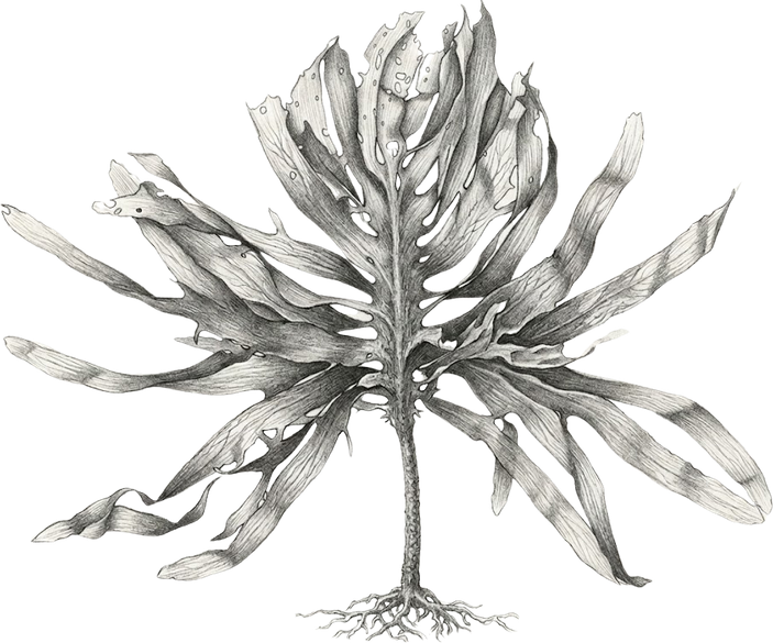 Line illustration of Gamtae (Ecklonia cava), the Jeju seaweed behind the formula